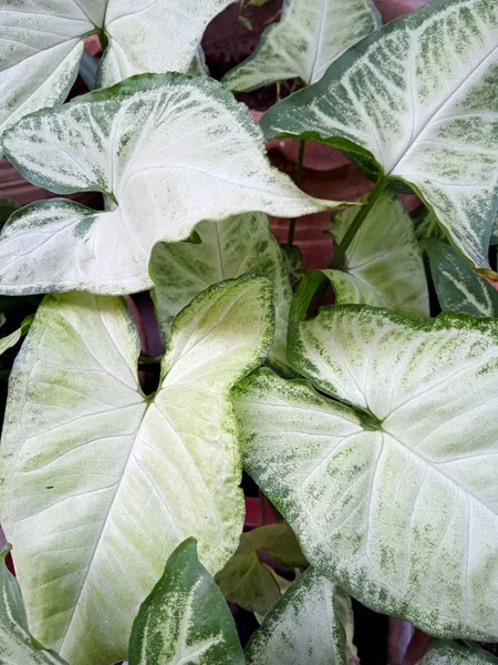 Syngonium Llano Carti Road - 4 Pot – Brumley & Bloom