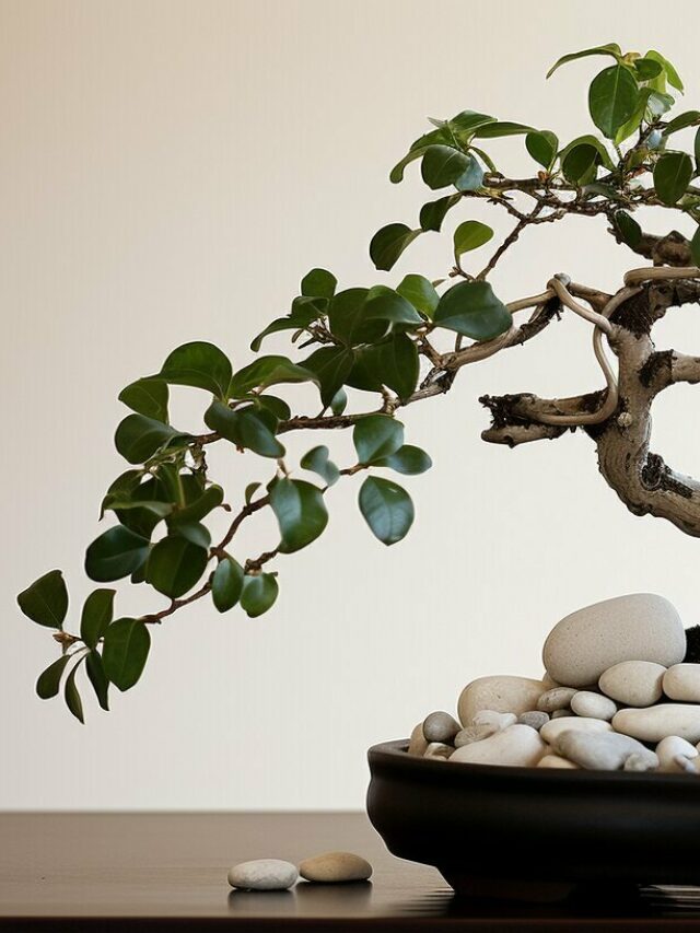 Creative Bonsai Tree Display