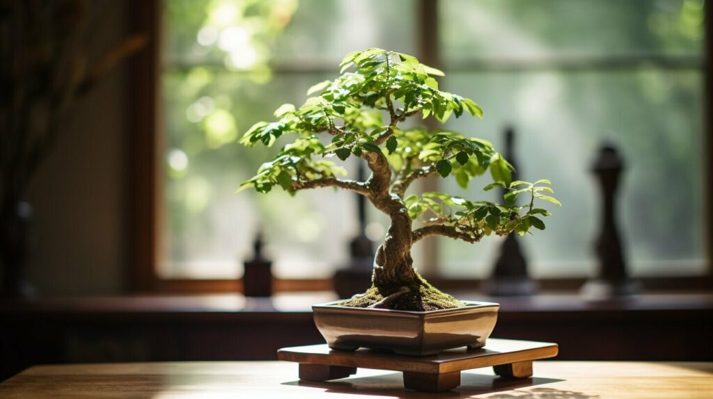 indoor bonsai tree