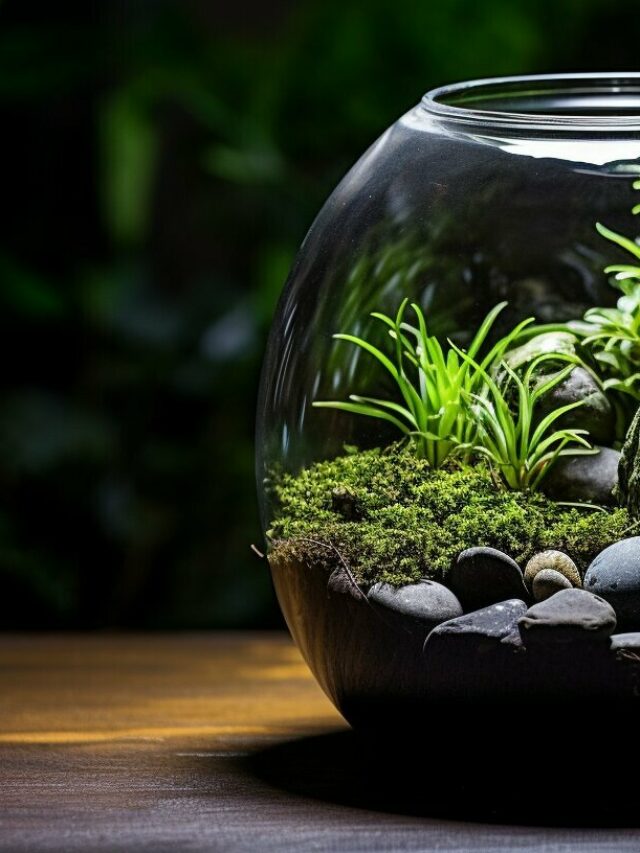 Black mondo grass