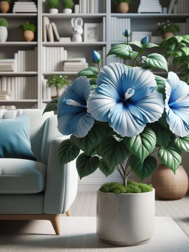 cropped-Blue-Hibiscus-Alyogyne-huegelii-in-bloom-inside-a-cozy-sitting-area.webp
