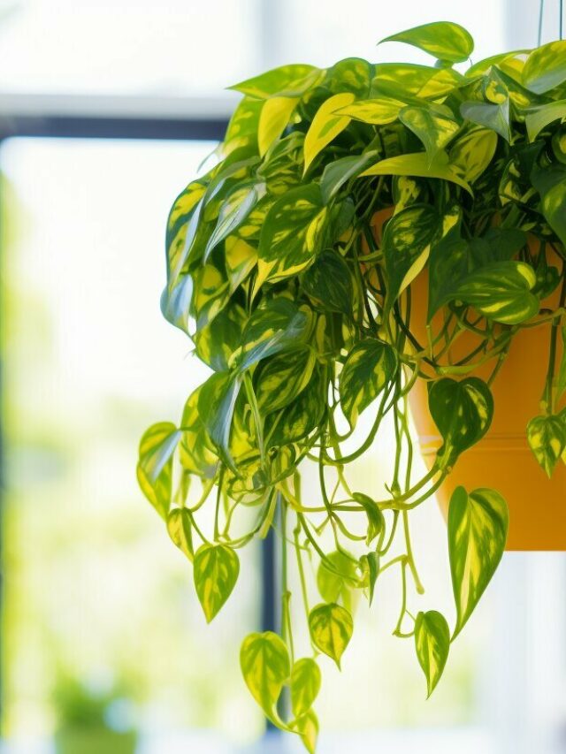 Golden Pothos hanging plant
