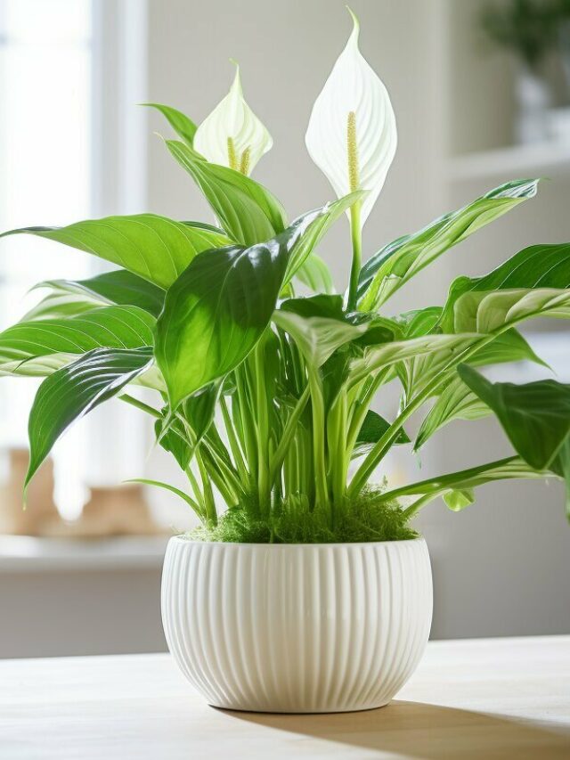 Peace Lily on a countertop indoors