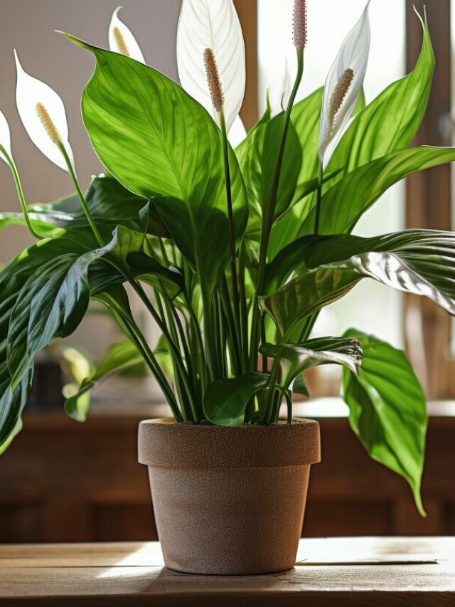 Peace Lily