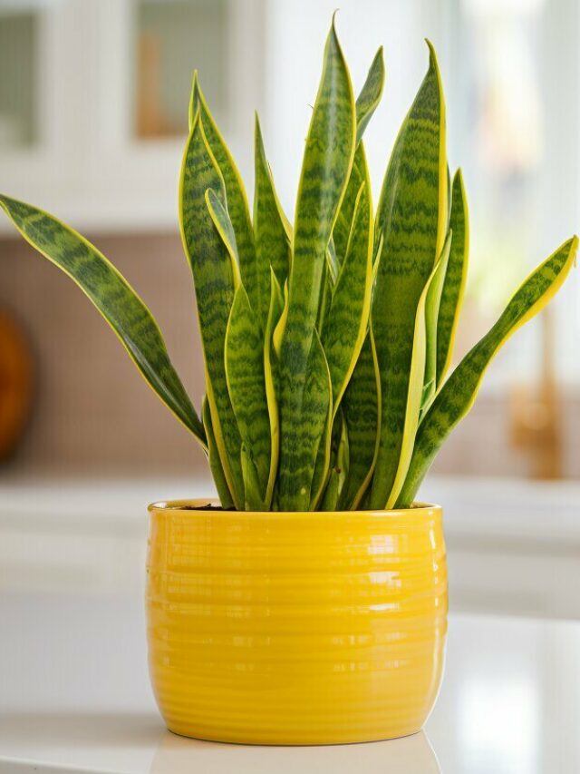Snake Plant
