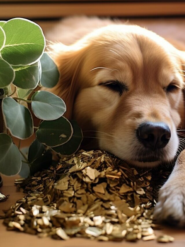 Sweetheart Plant
