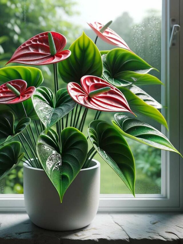 anthurium plant showcasing its vibrant green leaves and striking red flowers