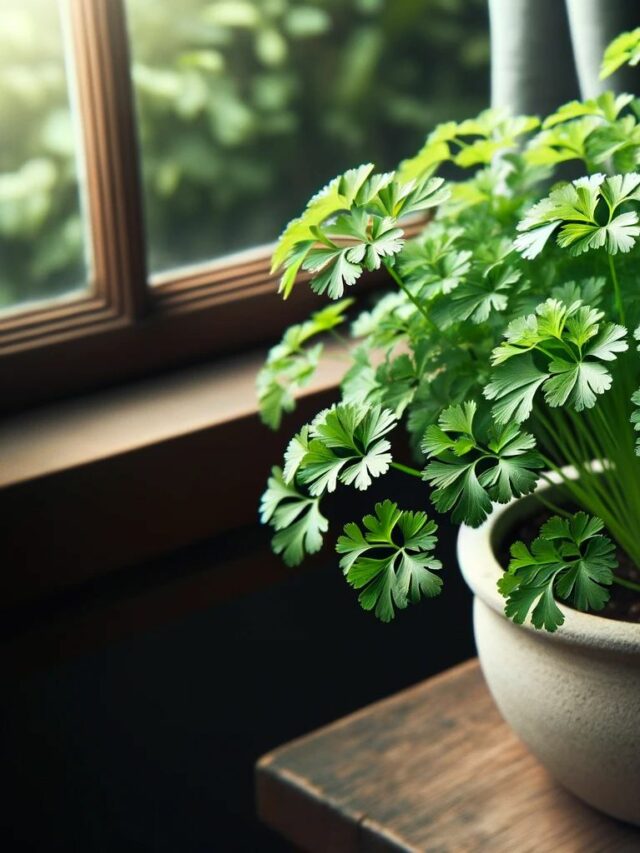 Chervil Plant In A Container, Known As French Parsley