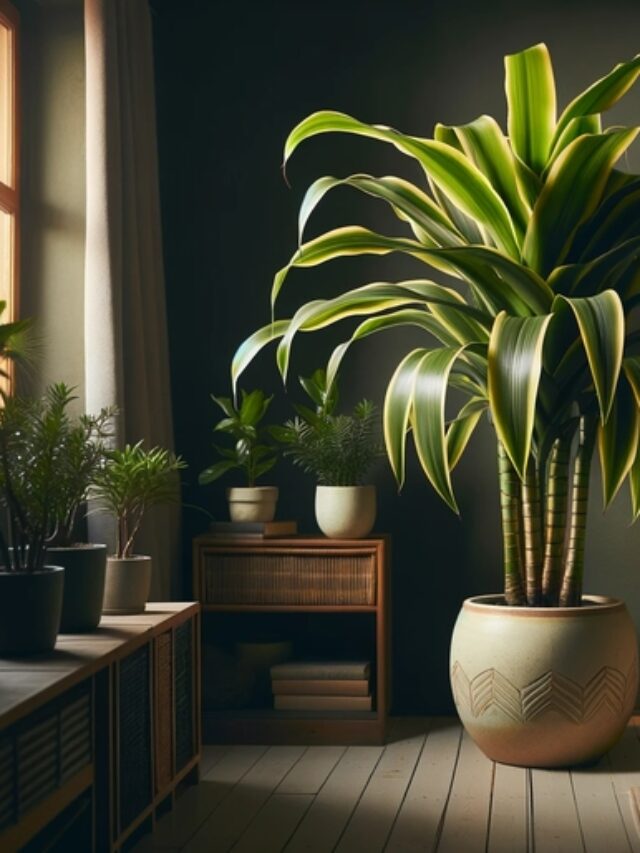 Corn Plant (Dracaena Fragrans)