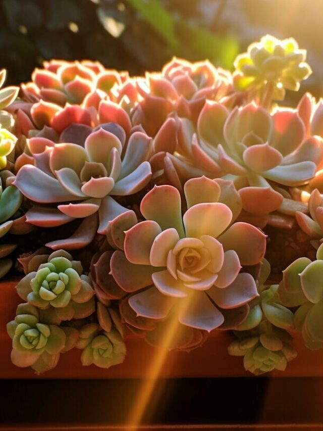 echeveria succulents