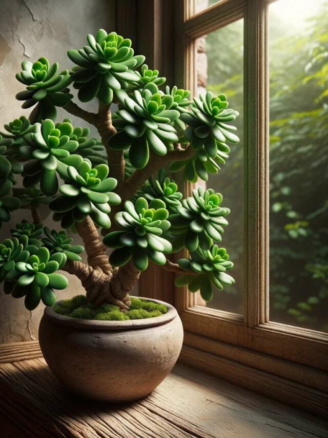 jade plant, displaying its dense foliage and vibrant green leaves