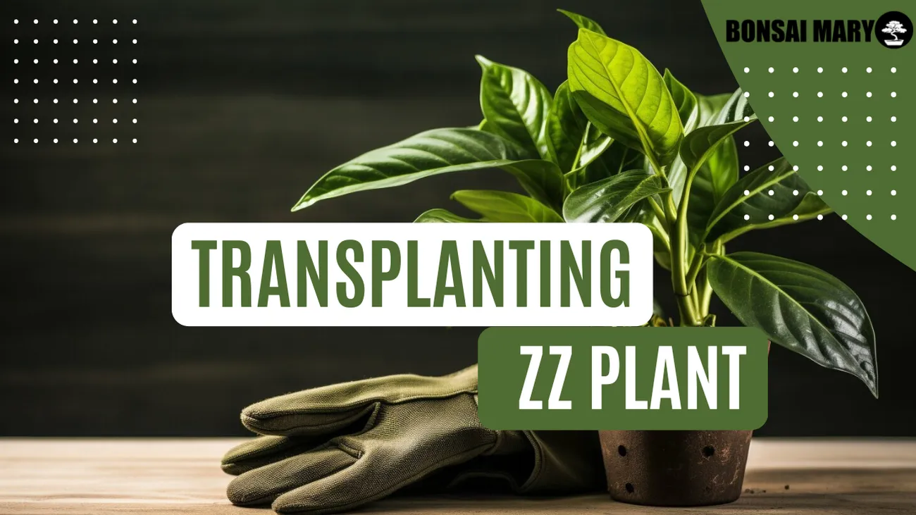 ZZ Plant Repotting Guide Securely Updating Your Greenery