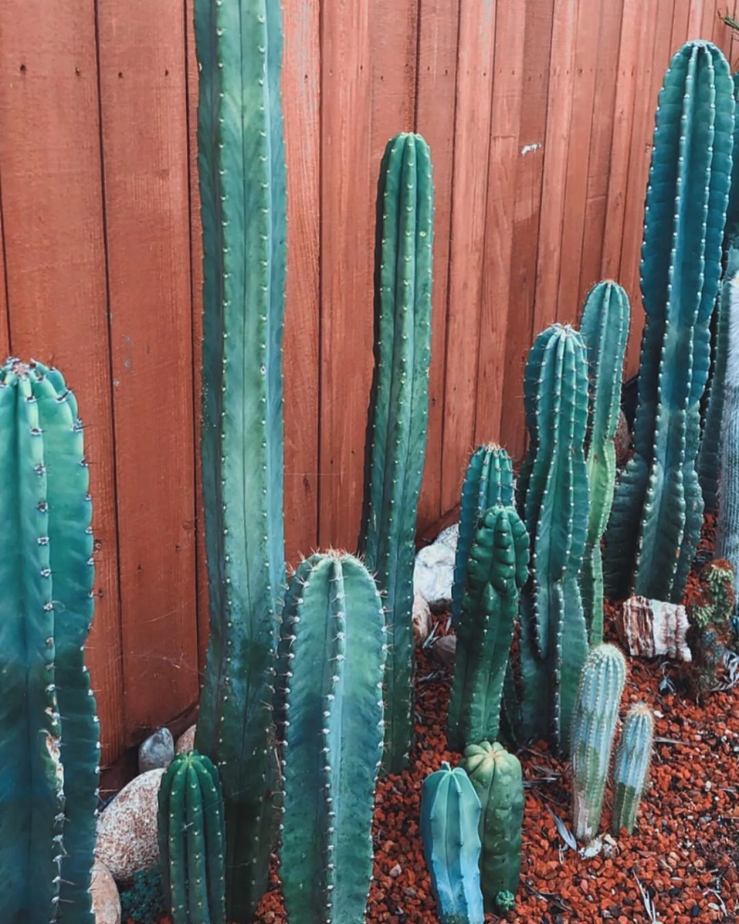 How to Grow Blue Candle Cactus at Home