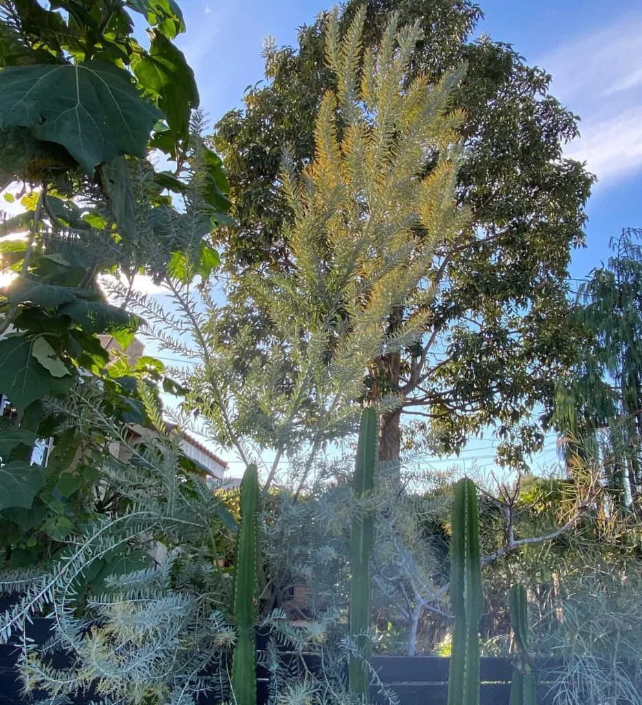 Candelabra Cactus Towering Care Techniques