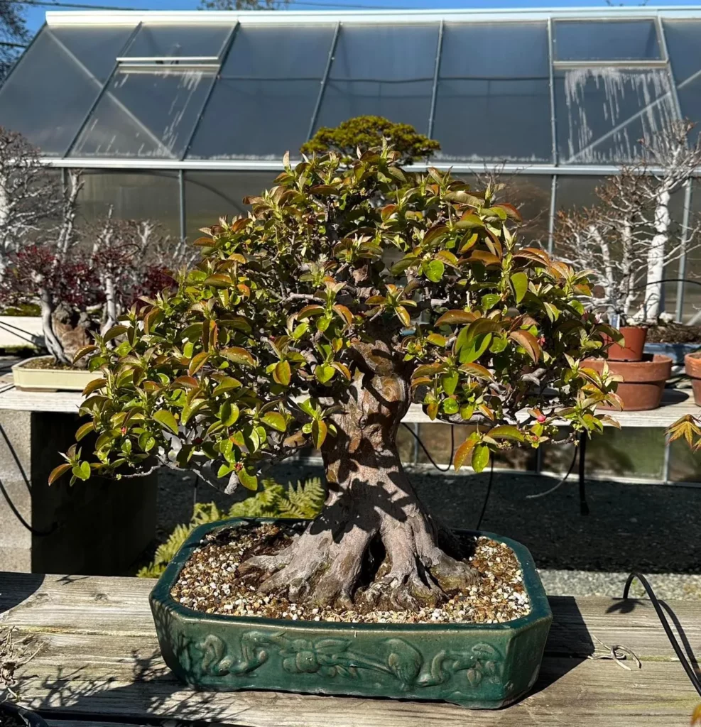 Chinese Quince Bonsai (Pseudocydonia sinensis) Tree in Green Color Ceramic Pot Displayed On Wooden Rack with other Bonsai Trees at Garden Taking Direct Sunlight