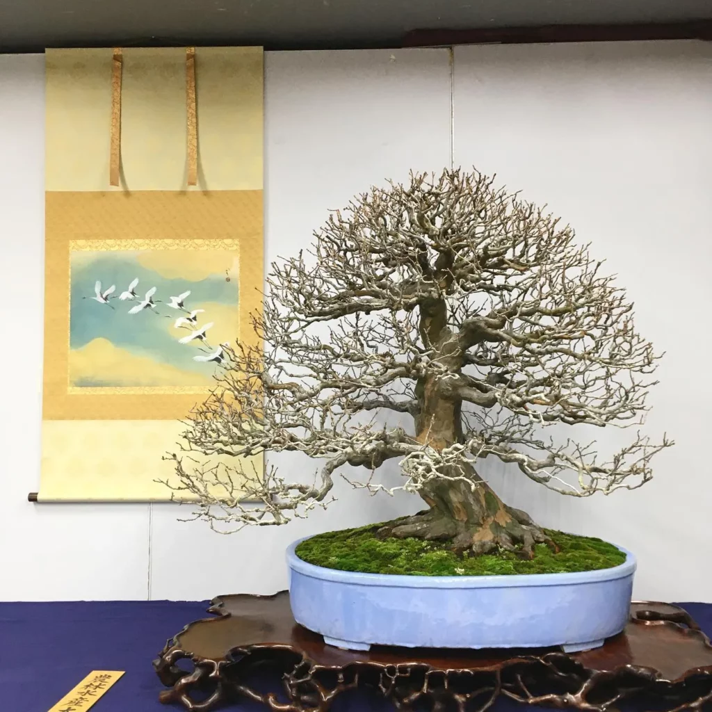 Chinese Quince Bonsai (Pseudocydonia sinensis) In Blue Color Ceramic Pot On Wooden Stand at Home Garden