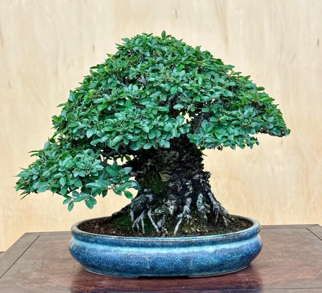 10" Tall Cork Bark Elm Bonsai (Ulmus parvifolia 'Corticosa') Tree In Ceramic Pot Displayed On Wooden Table at Garden