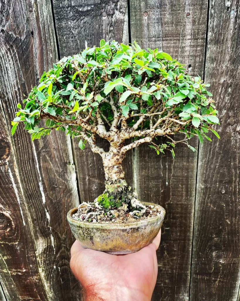 Cork Bark Elm Bonsai (Ulmus parvifolia 'Corticosa') Tree In Rounded Clay Pot near Fence at Garden Area