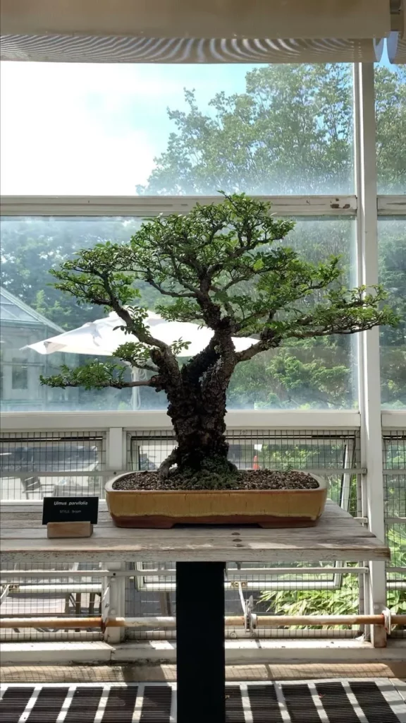 Cork Bark Elm Bonsai (Ulmus parvifolia 'Corticosa') Tree In Square Shape Clay Pot Displayed On Wooden Stand at Garden Area