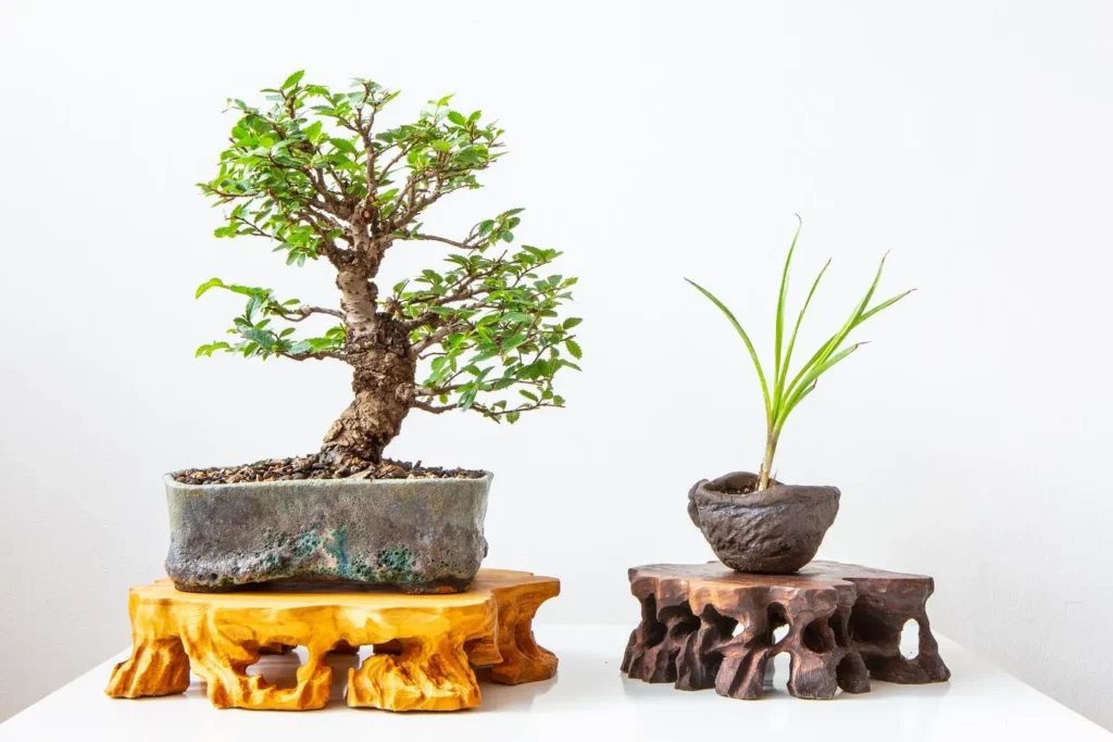 Cork Bark Elm Bonsai (Ulmus parvifolia 'Corticosa') On Decorated Stand with another Plant on White Color Painted Table