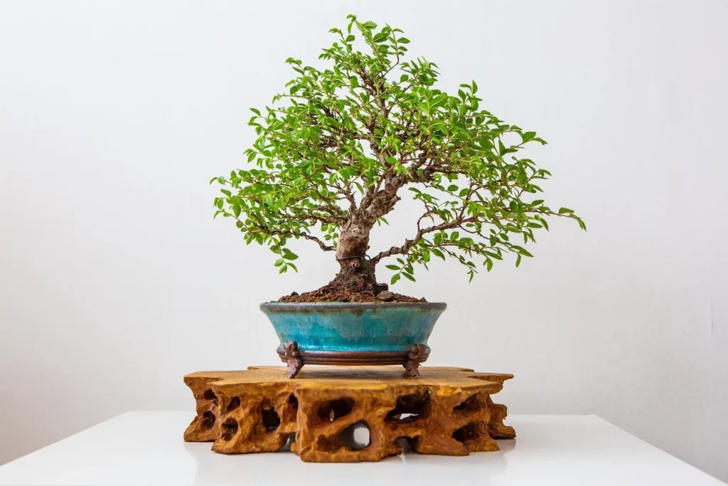 Cork Bark Elm Bonsai (Ulmus parvifolia 'Corticosa') In Decorated Pot On White table at Home Garden