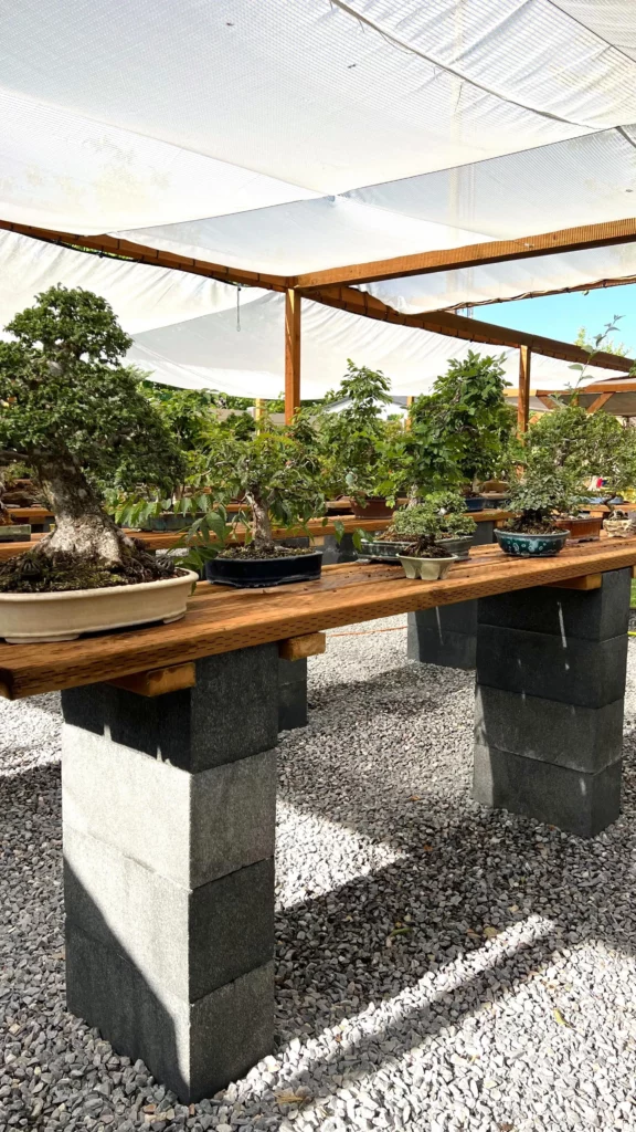 Cork Bark Elm Bonsai (Ulmus parvifolia 'Corticosa') Trees Displayed On Wooden Rack at Garden Outdoor Area