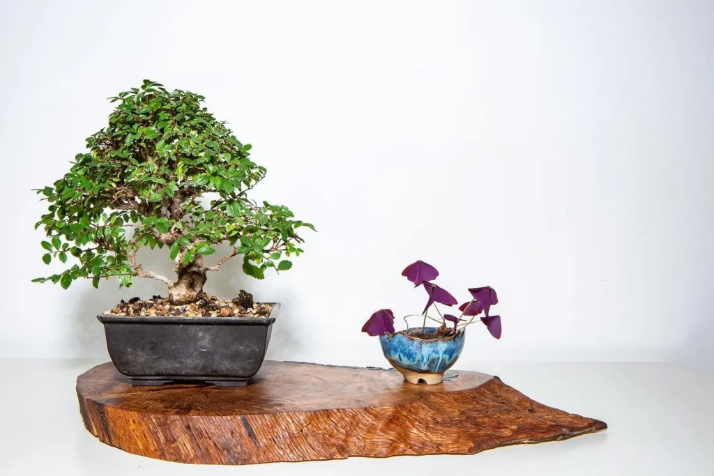 Cork Bark Elm Bonsai (Ulmus parvifolia 'Corticosa') In Clay Pot with another Bonsai Tree on Wooden Stand at Home