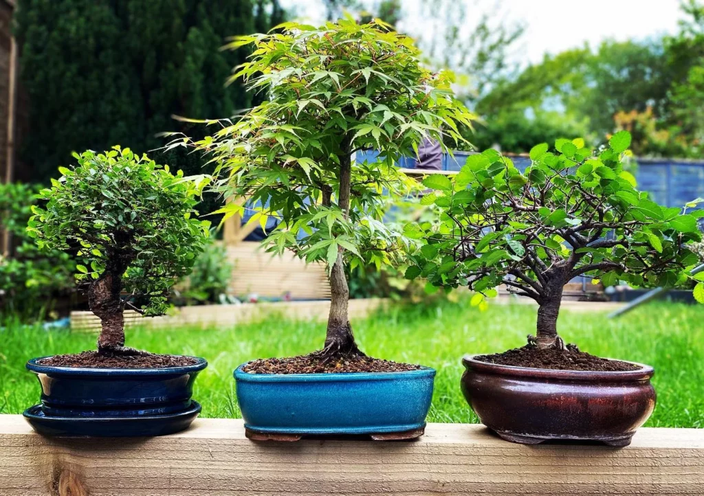 Cork Bark Elm Bonsai (Ulmus parvifolia 'Corticosa') In Ceramic Pot Displayed On Wooden Rack at Garden Area