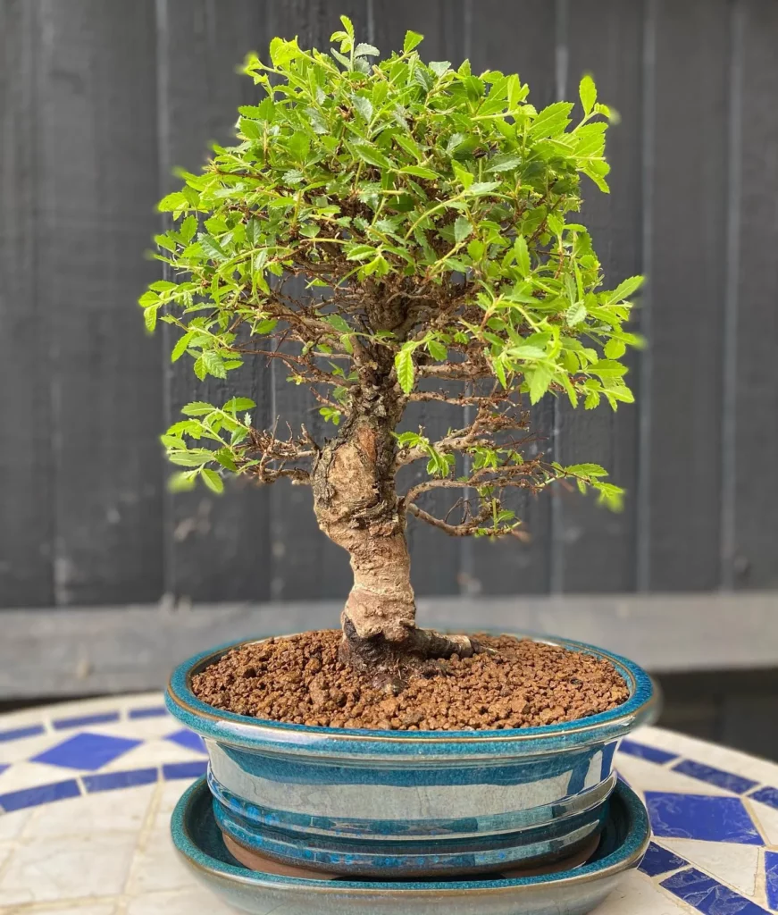 12" Tall Cork Bark Elm Bonsai (Ulmus parvifolia 'Corticosa') Tree In Ceramic Pot on Table at Garden