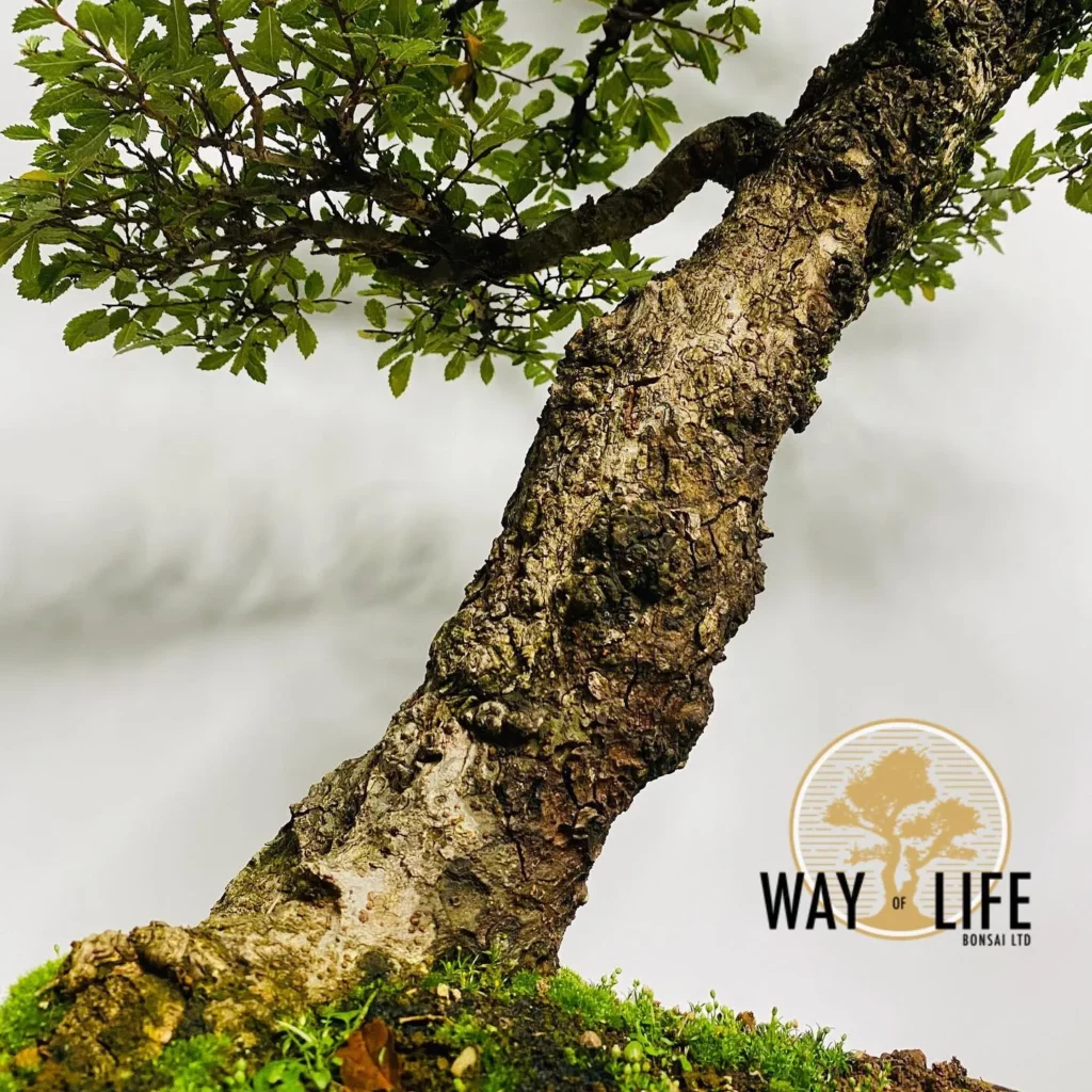 Cork Bark Elm Bonsai (Ulmus parvifolia 'Corticosa') Tree Close View