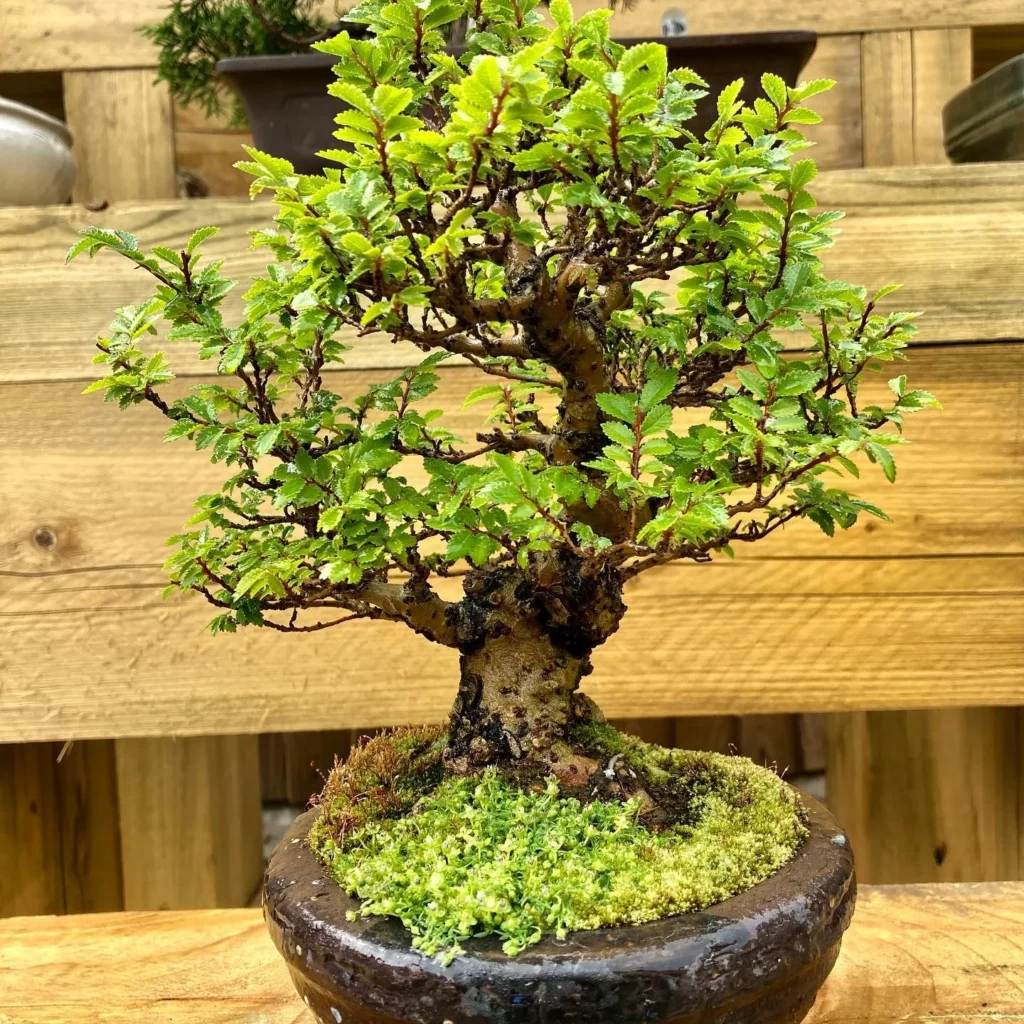 Close-up Photo of Cork Bark Elm Bonsai (Ulmus parvifolia 'Corticosa') Tree In Rounded Clay Pot On Wooden Rack