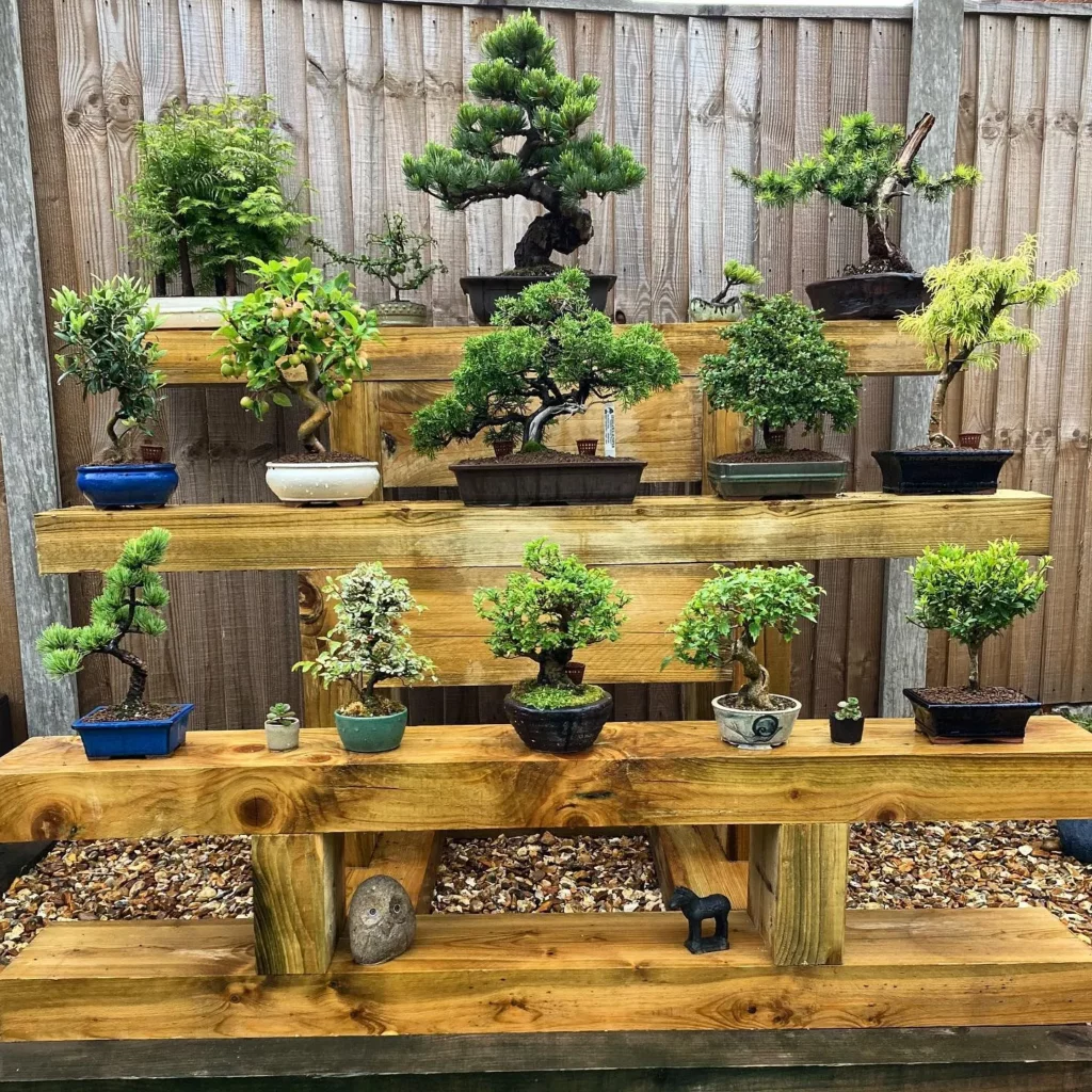 Cork Bark Elm Bonsai (Ulmus parvifolia 'Corticosa') Tree In Clay Pot Displayed On Wooden Racks with other Bonsai Trees at Garden