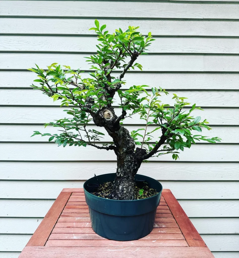 15" Tall Cork Bark Elm Bonsai (Ulmus parvifolia 'Corticosa') Tree In Green Color Rounded Pot Displayed On Wooden Rack at Garden