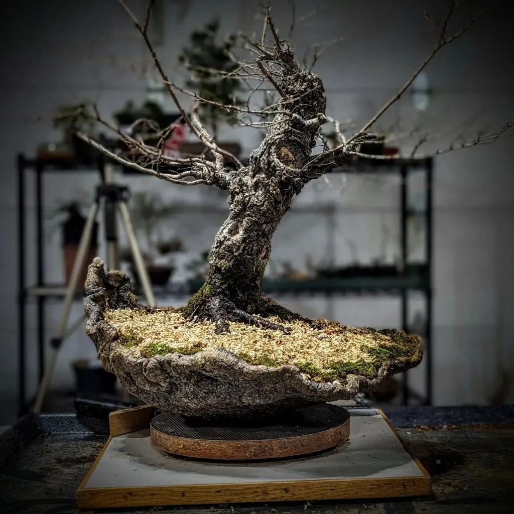 Cork Bark Elm Bonsai (Ulmus parvifolia 'Corticosa') Tree Displayed On Wooden Stand at Garden