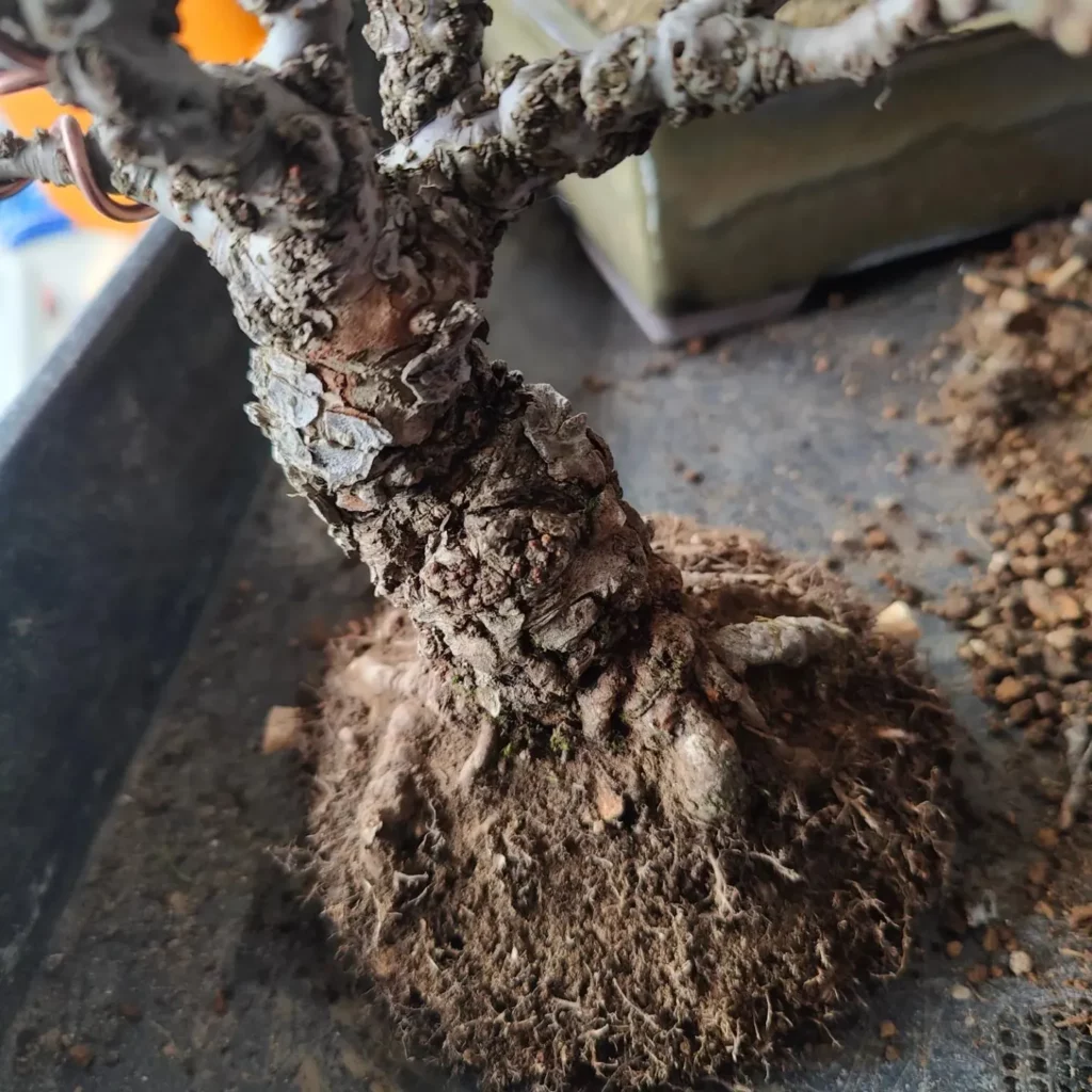 Cork Bark Elm Bonsai (Ulmus parvifolia 'Corticosa') Tree Root Photo while Repotting