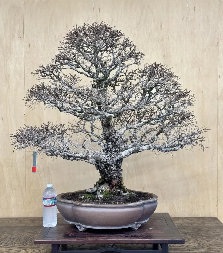 Cork Bark Elm Bonsai (Ulmus parvifolia 'Corticosa') Tree In Gray Color Pot Displayed On Wooden Stand near Fence at Garden