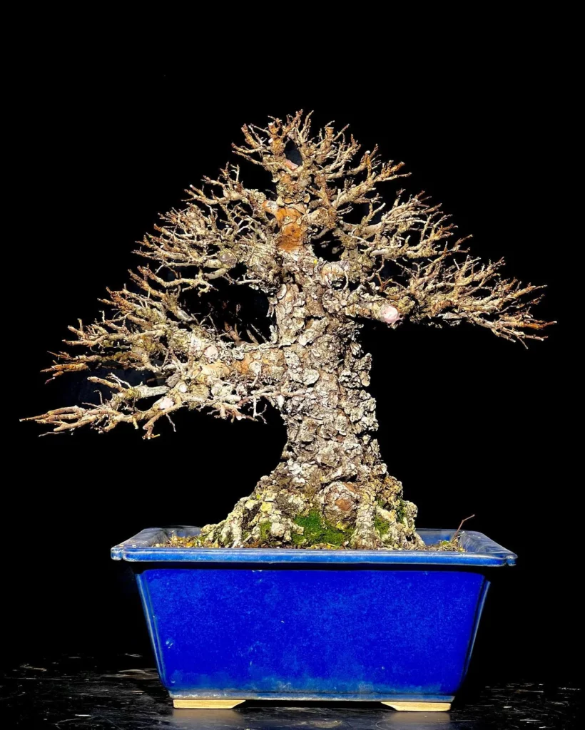 Cork Bark Elm Bonsai (Ulmus parvifolia 'Corticosa') Tree In Blue Color Ceramic Clay Pot on Stand