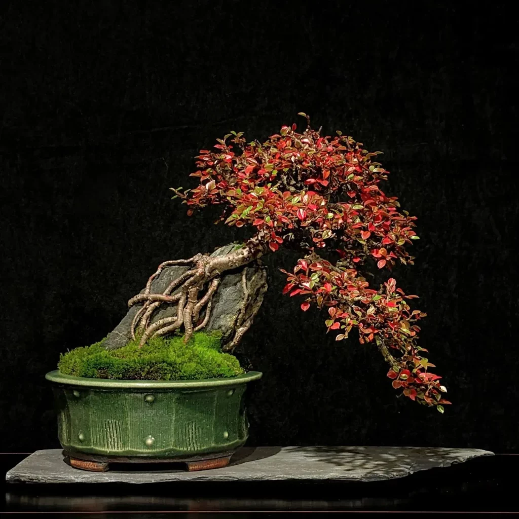 Cotoneaster Bonsai (Cotoneaster spp.) Tree In Green Color Clay Pot Displayed on Wooden Stand at Garden Observing direct sunlight