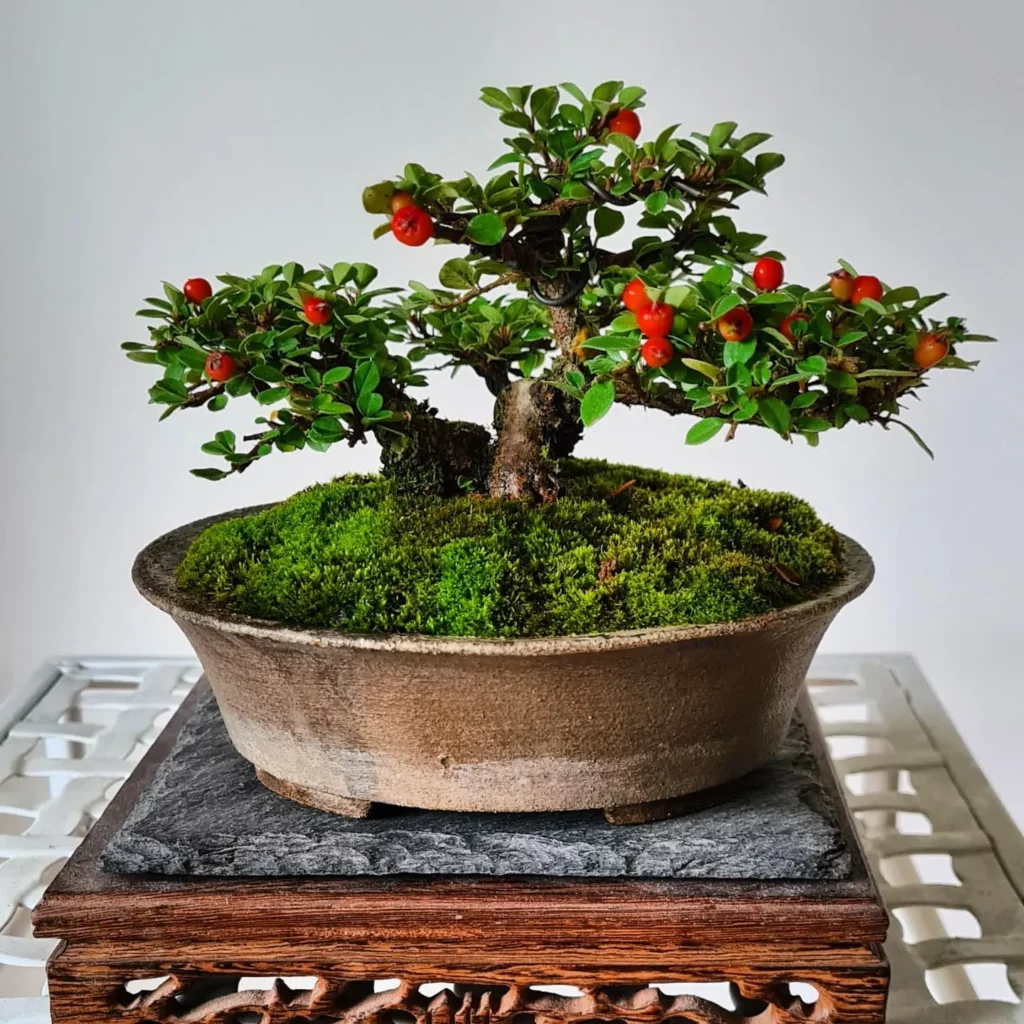 Cotoneaster Bonsai (Cotoneaster spp.) In Grey Color Rounded Pot On Wooden Stand at Garden