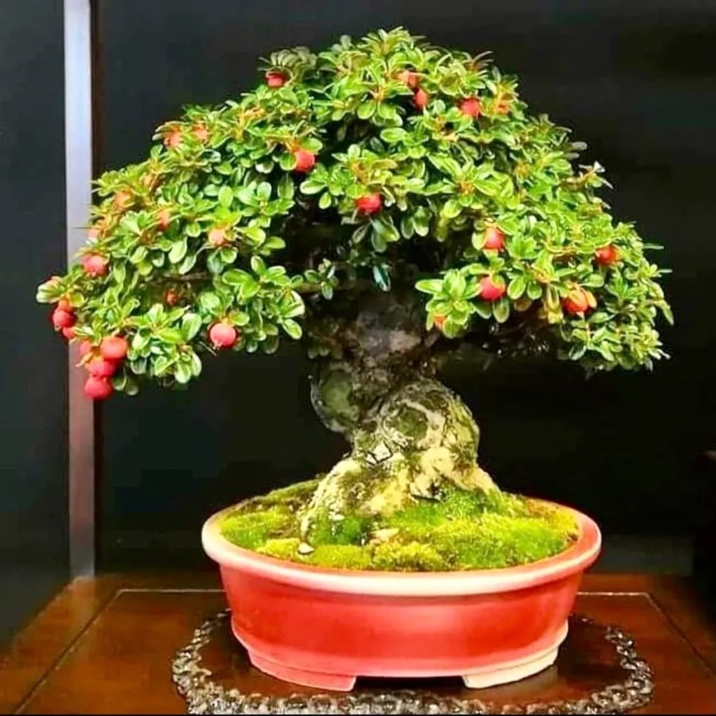 Cotoneaster Bonsai (Cotoneaster spp.) In Rounded Clay Pot Displayed On Wooden Stand at Garden