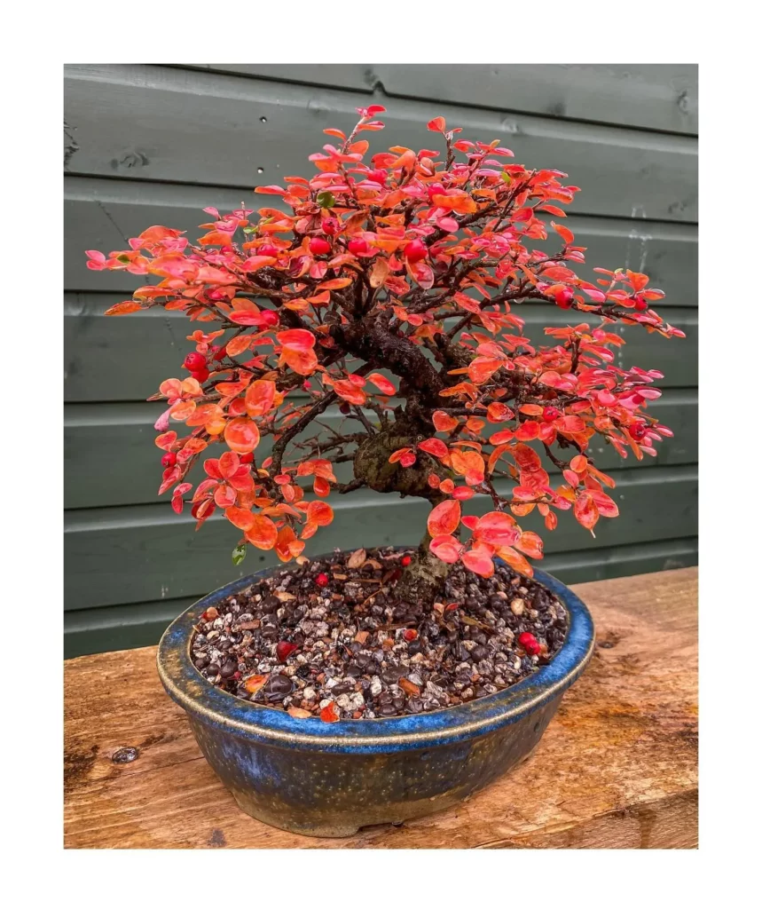 Cotoneaster Bonsai (Cotoneaster spp.) Tree In Ceramic Pot Displayed On Wooden Rack near Fence at Garden