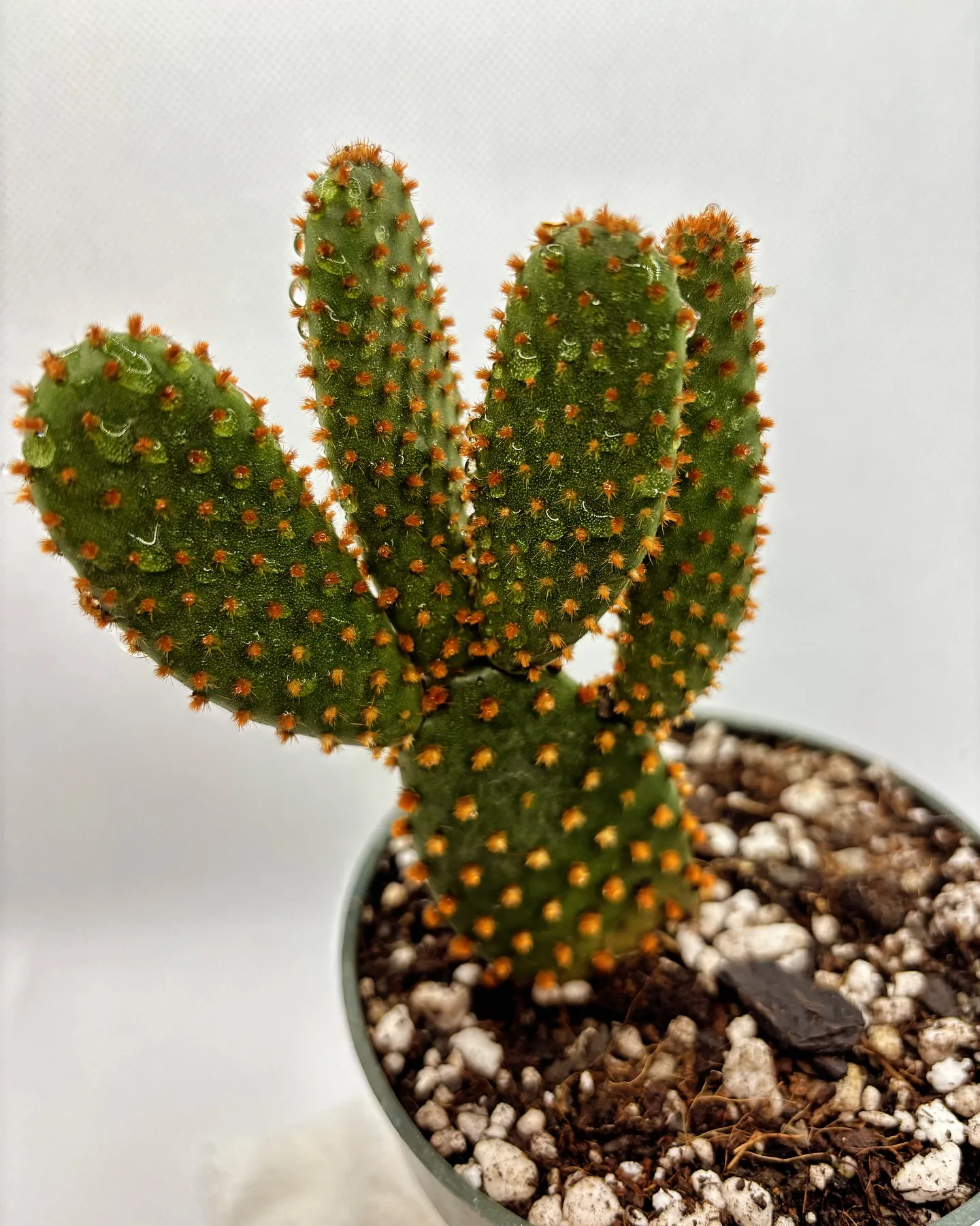 Growing Bunny Ears Cactus: Expert Care Guide