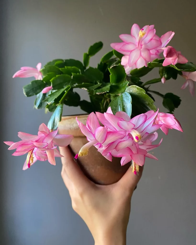 Beautiful Christmas Cactus In 4" Clay Pot