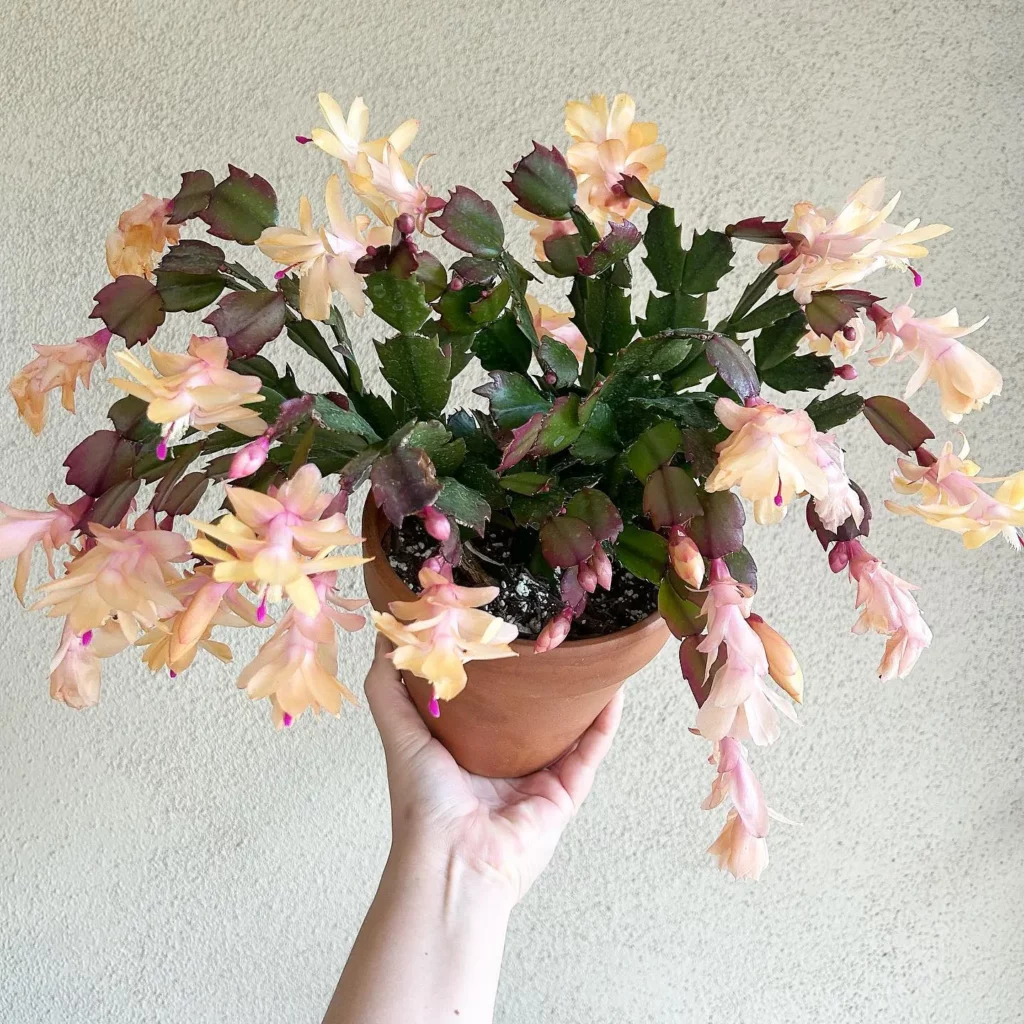 Gardener Holding Blooming Christmas Cactus Desert Plant in 4" Clay Pot