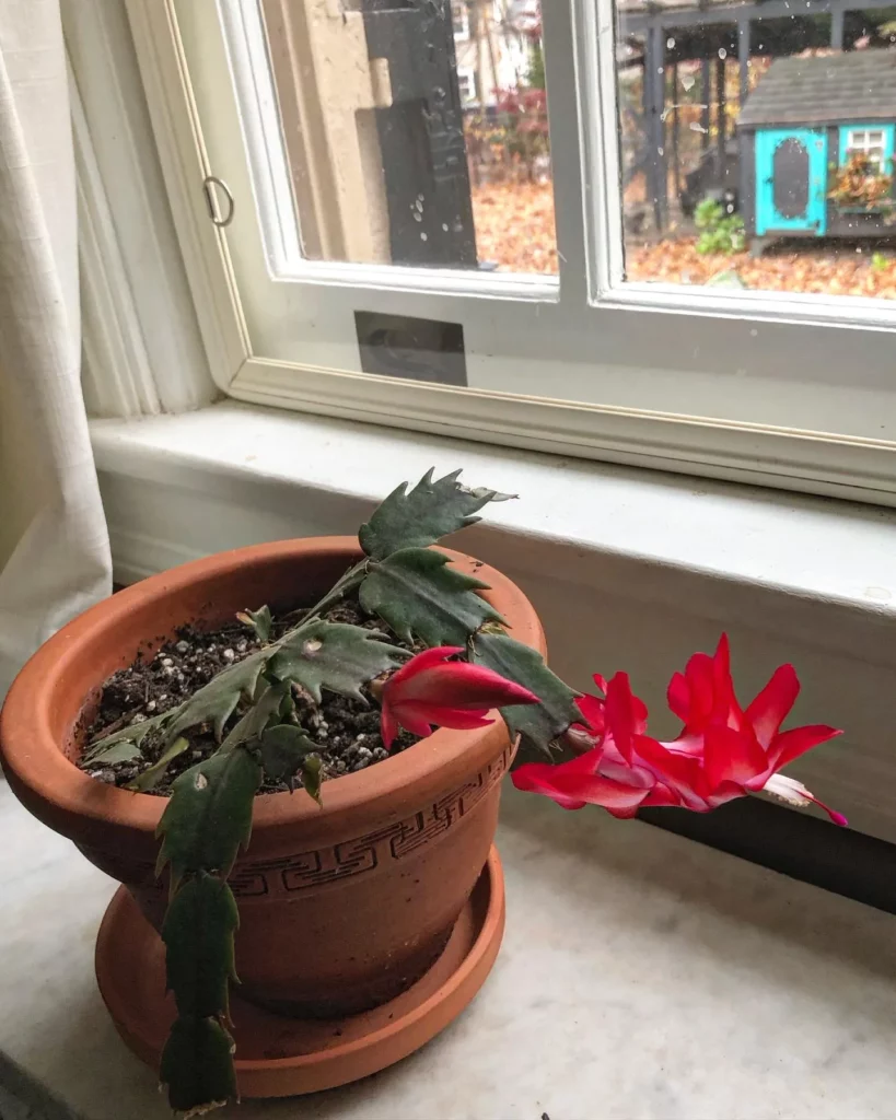 Christmas Cactus with Red Flower In 12" Clay Pot observing Sunlight through the Window