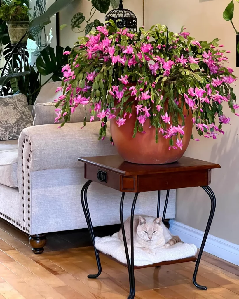 Christmas Cactus with Pink Flowers In 12" Clay Pot kept on Wooden Table and White Pet Cat below Near Sofa at Home with other Indoor Plants