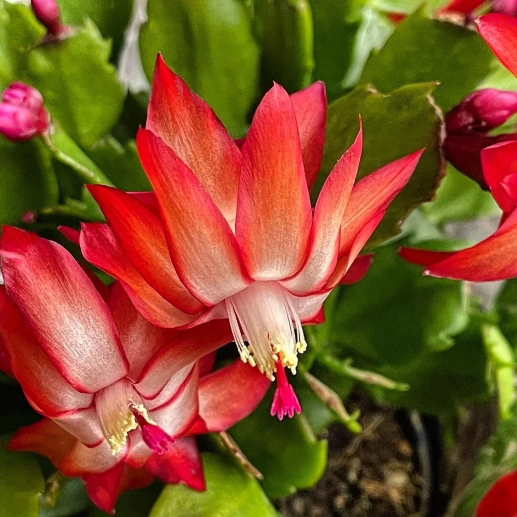 Christmas Cactus Red Flower Close up view