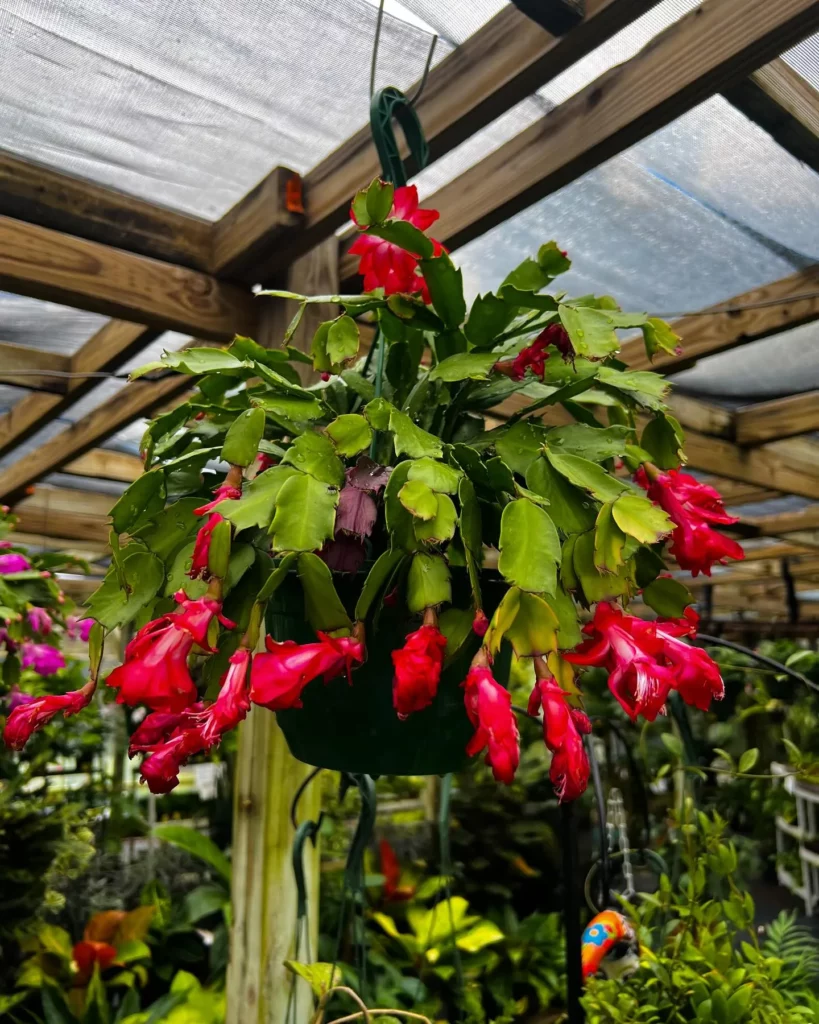 Christmas Cactus with Red Flowers Hanging at Indoor Garden