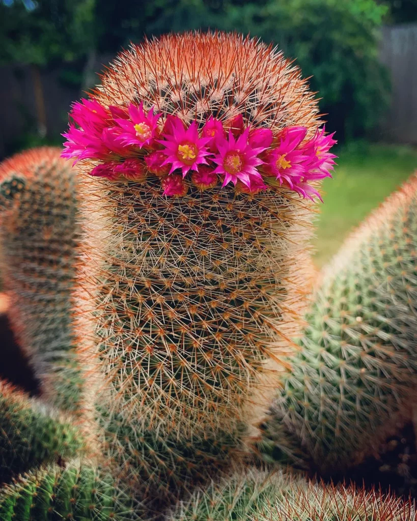 37 Types Of Cactuses To Grow Indoors With Photos 