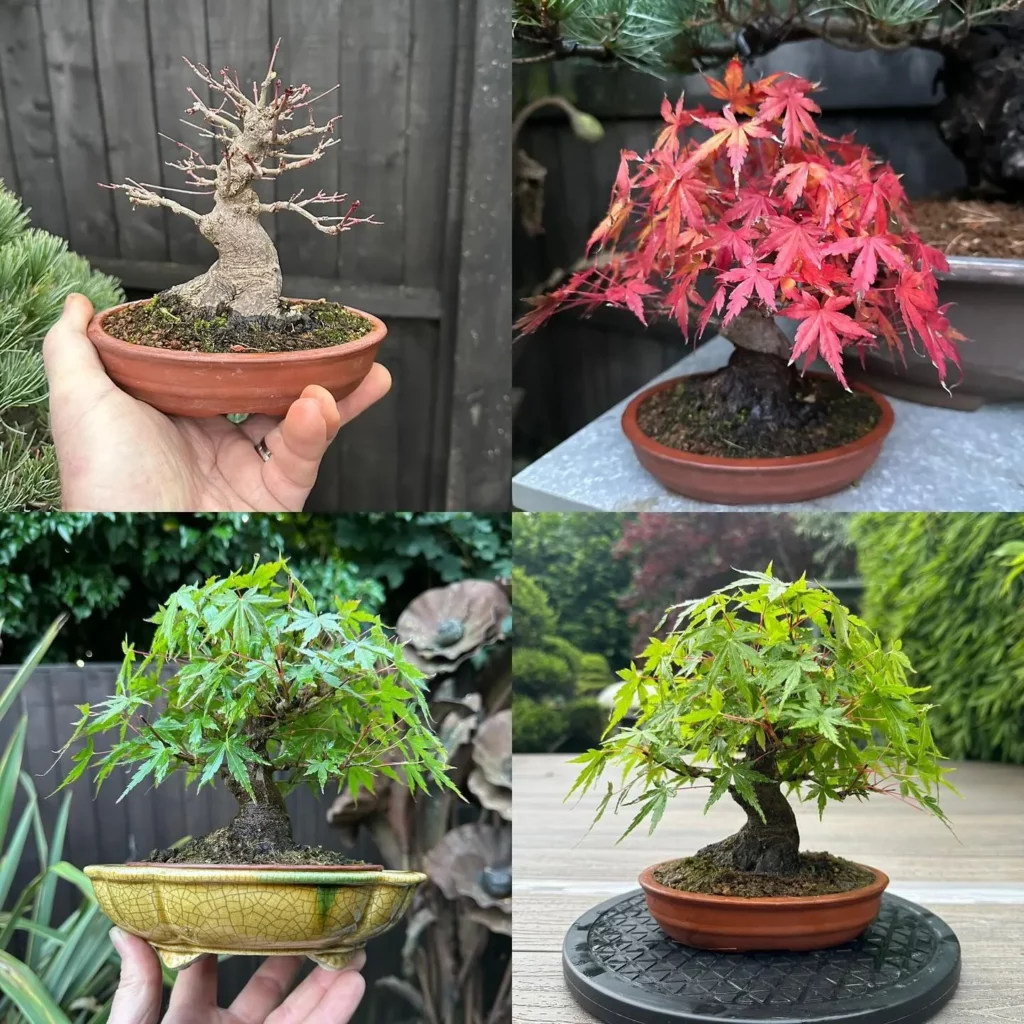 Photos of Japanese Maple Bonsai (Acer palmatum) In Clay Pots at Different Gardens